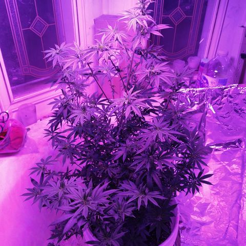 Jabberwocky growlog timeline photo