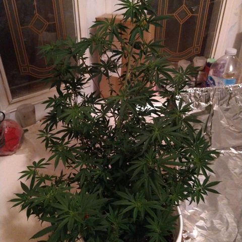 Jabberwocky growlog timeline photo
