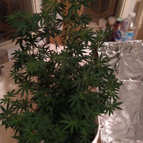 Jabberwocky growlog timeline photo