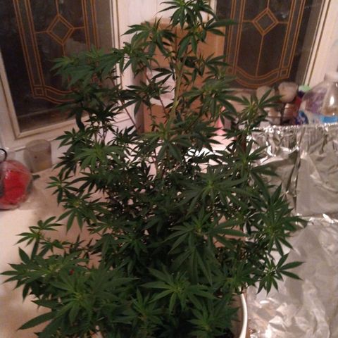 Jabberwocky growlog timeline photo