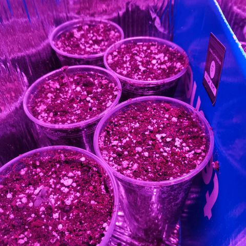 Auto Sweet Critical growlog timeline photo