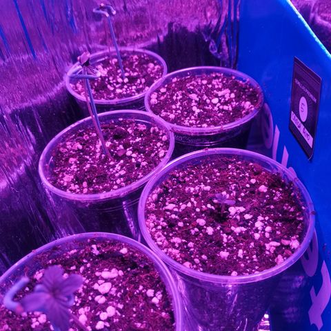 Auto Sweet Critical growlog photo: Se colocan guias en 3 de 5 plantulas