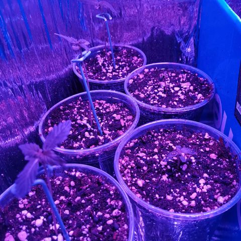 Auto Sweet Critical growlog timeline photo
