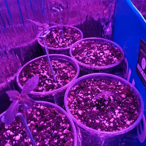 Auto Sweet Critical growlog timeline photo