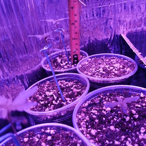 Auto Sweet Critical growlog timeline photo