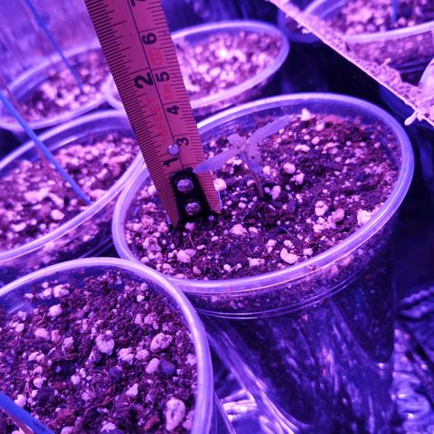 Auto Sweet Critical growlog timeline photo