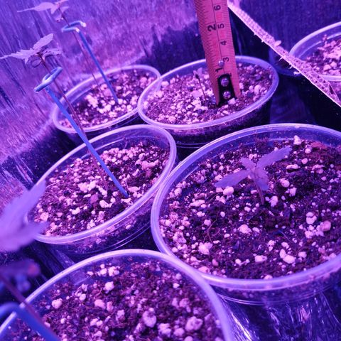 Auto Sweet Critical growlog timeline photo
