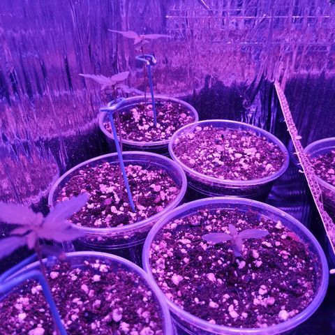 Auto Sweet Critical growlog timeline photo