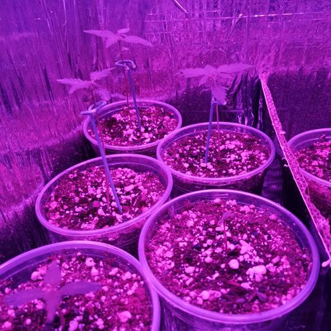 Auto Sweet Critical growlog timeline photo