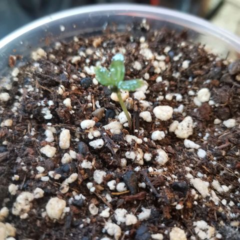 Auto Sweet Critical growlog photo: Plantula N-05  2cm altura. 