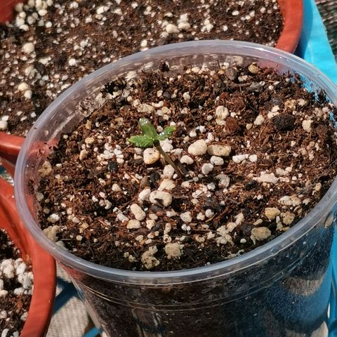 Auto Sweet Critical growlog photo: Plantula N-05  2cm altura. 