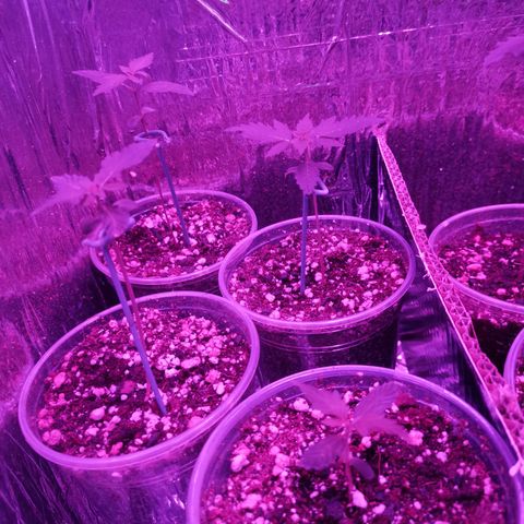 Auto Sweet Critical growlog photo: N-04 en observaciones 