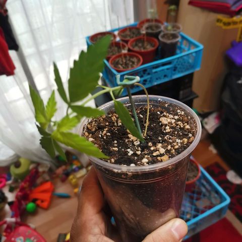 Auto Sweet Critical growlog timeline photo