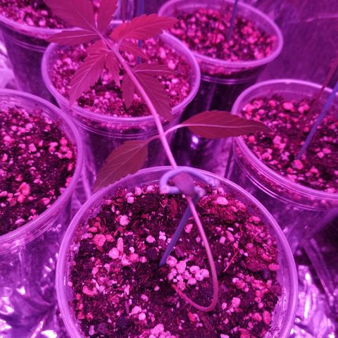 Auto Sweet Critical growlog timeline photo