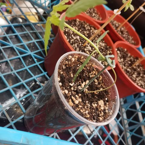Auto Sweet Critical growlog timeline photo