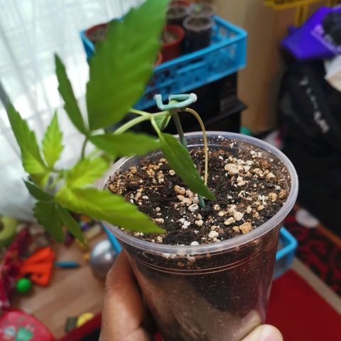 Auto Sweet Critical growlog timeline photo