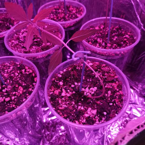 Auto Sweet Critical growlog timeline photo