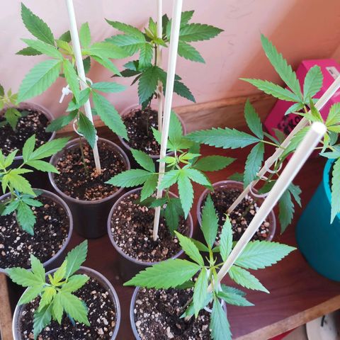 Auto Sweet Critical growlog timeline photo