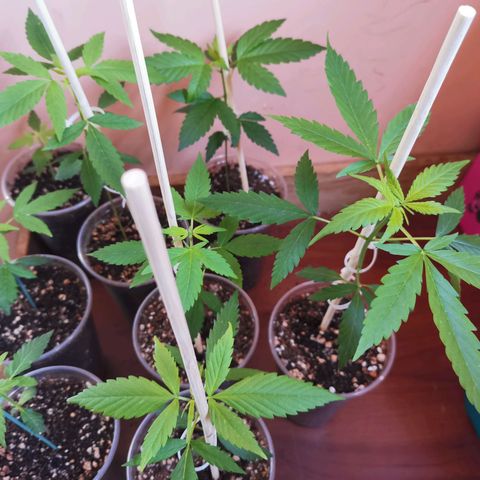 Auto Sweet Critical growlog timeline photo