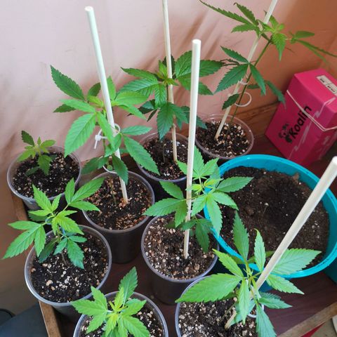 Auto Sweet Critical growlog timeline photo