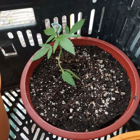 Auto Sweet Critical growlog timeline photo