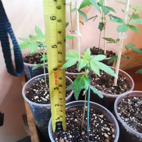 Auto Sweet Critical growlog timeline photo