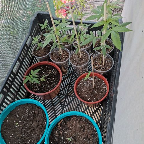 Auto Sweet Critical growlog timeline photo