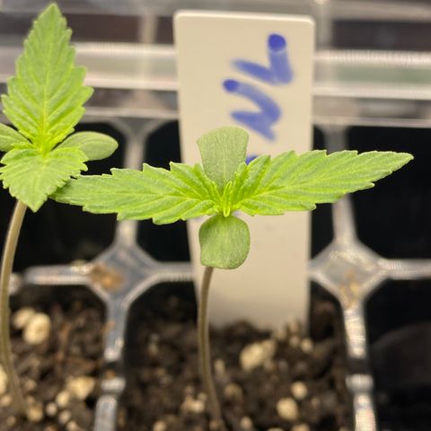 Purple Cinderella #2 growlog photo: Second nodes sprouted