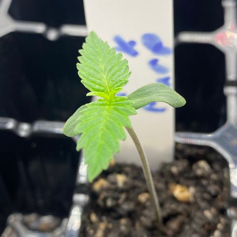 Purple Cinderella #2 growlog photo: Second nodes sprouted