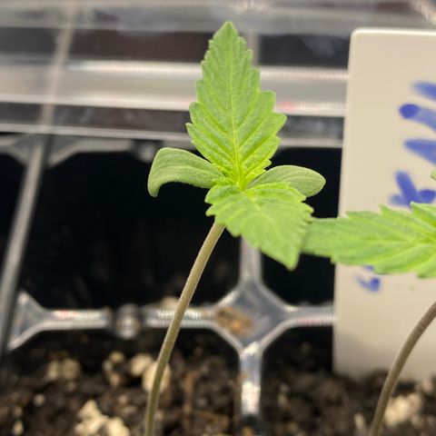 Purple Cinderella #2 growlog photo: Second nodes sprouted