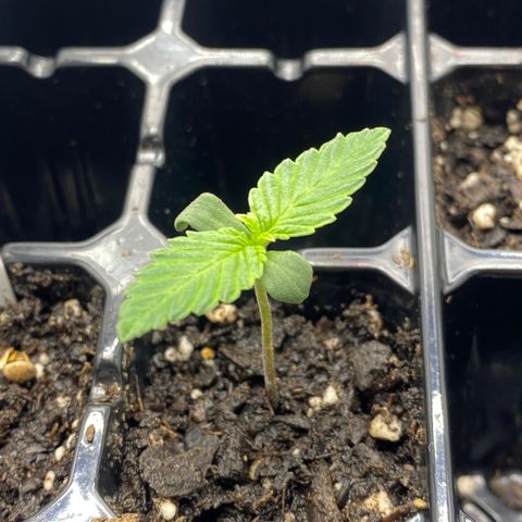 Purple Cinderella #2 growlog photo: Second nodes sprouted