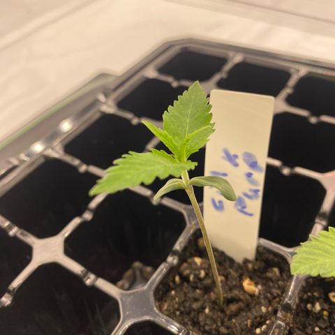 Purple Cinderella #2 growlog timeline photo