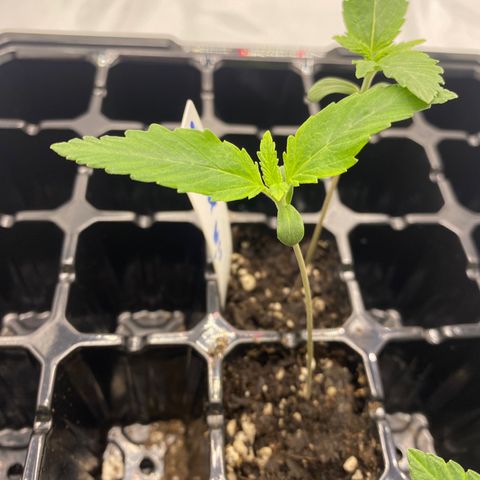 Purple Cinderella #2 growlog timeline photo