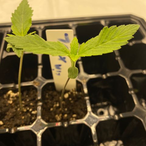 Purple Cinderella #2 growlog timeline photo