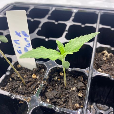 Purple Cinderella #2 growlog timeline photo