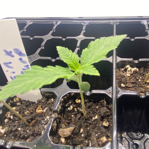 Purple Cinderella #2 growlog photo: 3rd nodes appeared