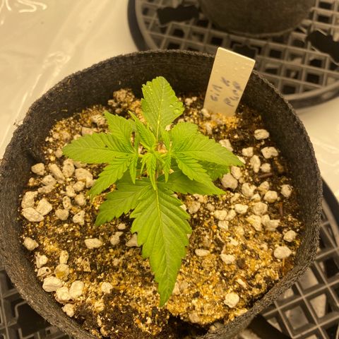 Purple Cinderella #2 growlog timeline photo