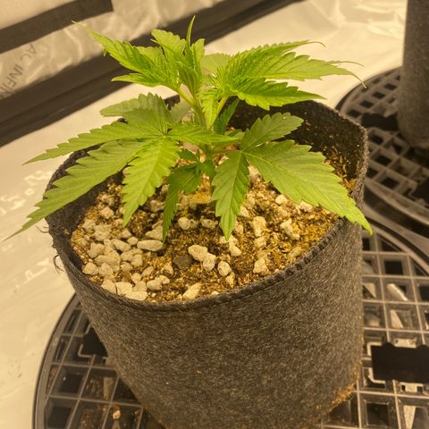 Purple Cinderella #2 growlog timeline photo