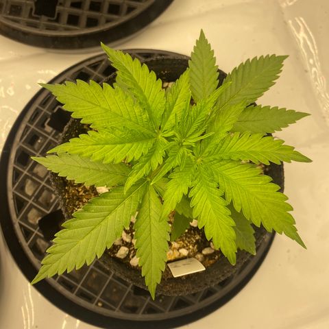 Purple Cinderella #2 growlog timeline photo