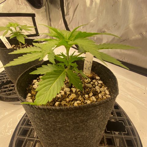 Purple Cinderella #2 growlog timeline photo