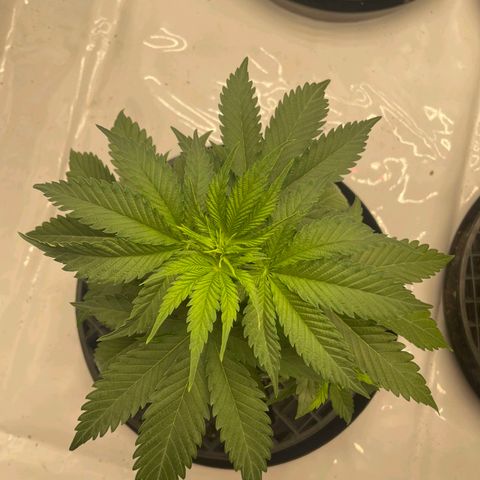 Purple Cinderella #2 growlog timeline photo