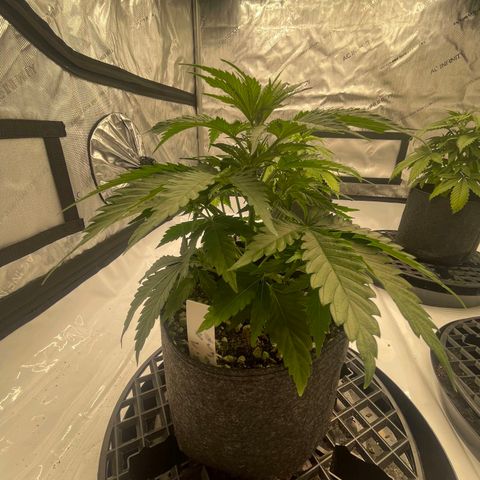 Purple Cinderella #2 growlog timeline photo