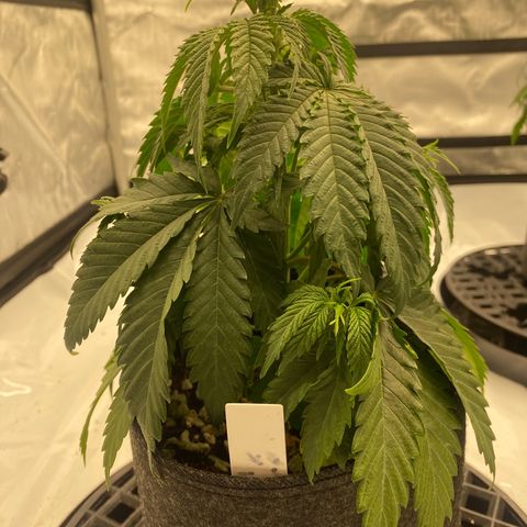 Purple Cinderella #2 growlog photo: Showing signs of dehydration