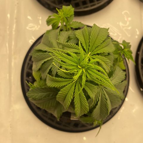 Purple Cinderella #2 growlog photo: Showing signs of dehydration