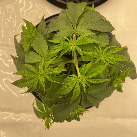 Purple Cinderella #2 growlog timeline photo