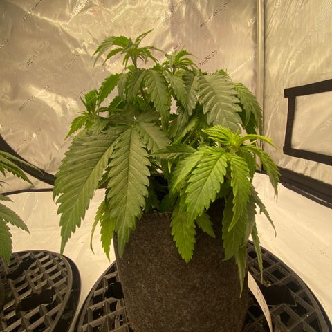 Purple Cinderella #2 growlog timeline photo