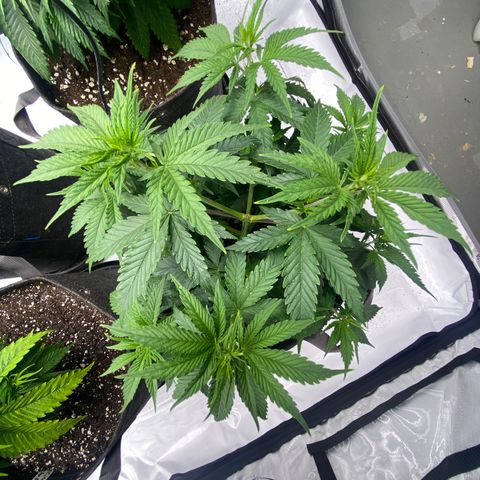 Purple Cinderella #2 growlog photo: Up pot to 5 Gallon Fabric pots