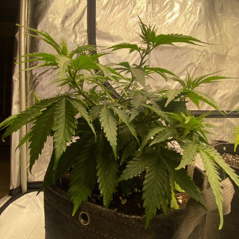 Purple Cinderella #2 growlog photo: Up pot to 5 Gallon Fabric pots