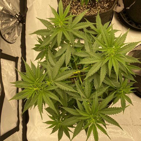 Purple Cinderella #2 growlog timeline photo