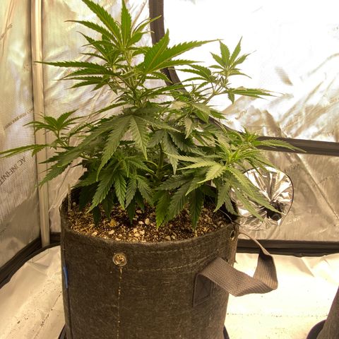 Purple Cinderella #2 growlog timeline photo